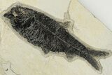 Multiple Fossil Fish (Mioplosus, Diplomystus & Knightia) - Wyoming #198101-3